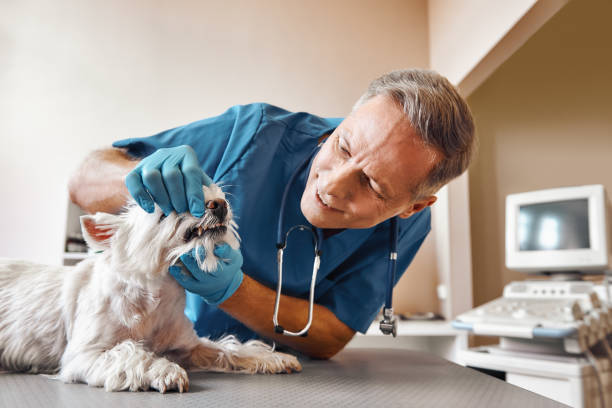 Best Broken or Chipped Tooth Repair in Pearisburg, VA
